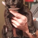 Puppies for sale-5