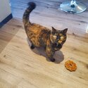 Very friendly tortoiseshell cat-2