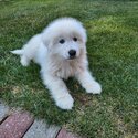 Great pyrenees puppy + crate, supplies and training with pro-4