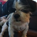 Shih Tzu to be rehomed -0