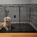 Great pyrenees puppy + crate, supplies and training with pro-1