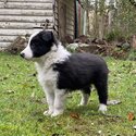 Long haired purebred Border Collie puppies-5