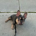 Lilac french bulldog-1