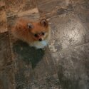 Cute tea cup pomeranian.-2