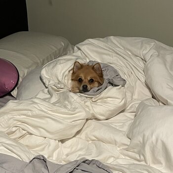 4 year old female Pomeranian mix 