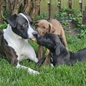 American bulldog puppies -3