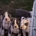 4 pure breed amtaff puppies forsale -5