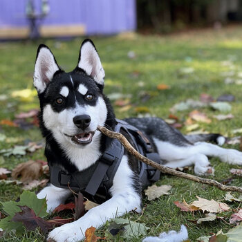 Beautiful husky up for re-homing