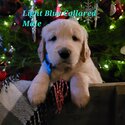 Golden Retriever Puppies -3