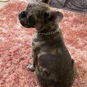 Beautiful French Bulldog -4