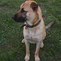 Keen German Shepherd x Shar-Pei, 24 months, vaxed/de-wormed/neutered/chipped-1