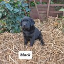 Labrador puppies-2