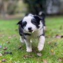 Purebred long haired border collie pups-2