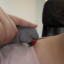 Grey Indian Ringneck Male for sale-2