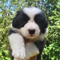 Purebred Border Collie Puppies Ready for adoption August 16-3