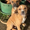 Bordeau Mastiff x Staffy Mastiff Puppies-2