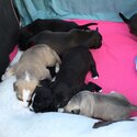 Cutest playful Puppies looking for good homes-5