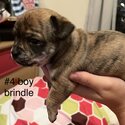 Brindle Chihuahua, chocolate girl long -3