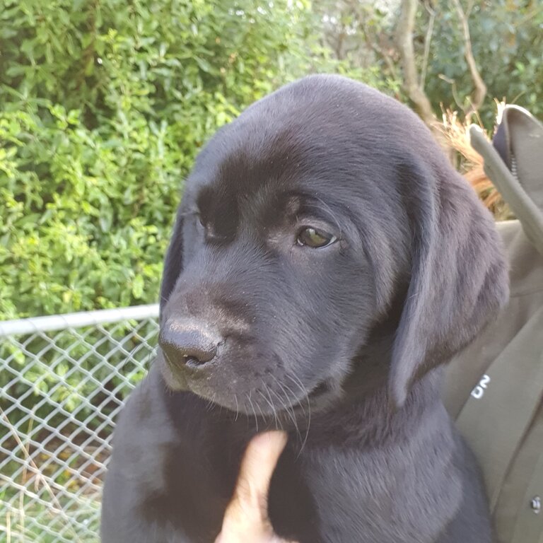 Purebred Labrador puppies