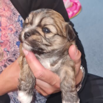 Lhasa Apso x Maltese x Bichon Frise puppy