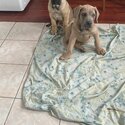 Female Cane Corso puppies for adoption -1