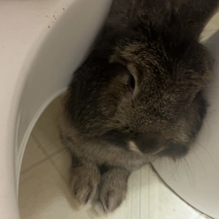 Intact half lop male rabbit 