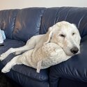 1 year old male neutered  Labradoodle -3