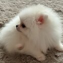 Pomeranian Puppy For Adoption -2