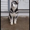 Selling our Pure Breed husky , male 1 and a half years old. -0