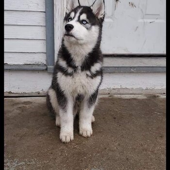 Selling our Pure Breed husky , male 1 and a half years old. 