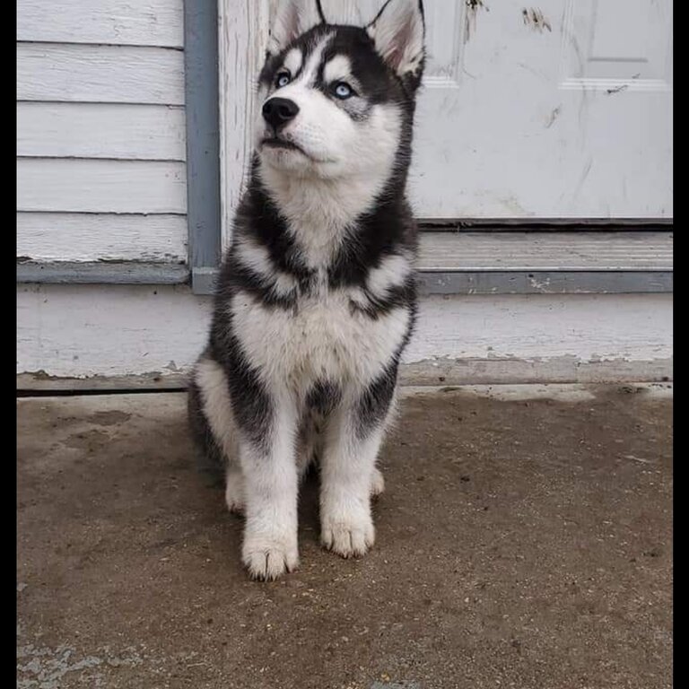 Selling our Pure Breed husky , male 1 and a half years old. 