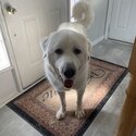 A male white Great Pyrenees -4