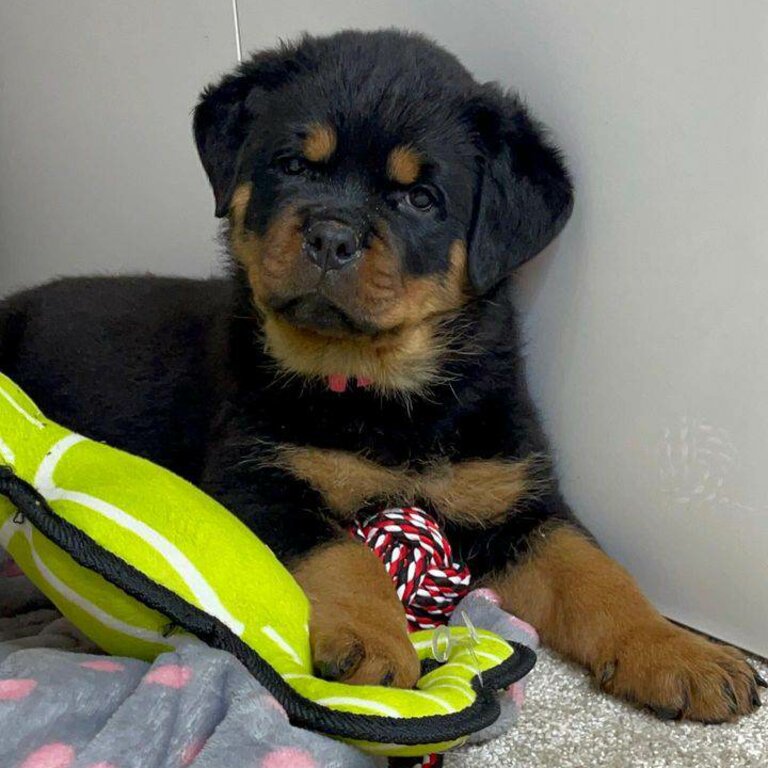 Rottweiler Puppies for sale 