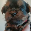 Funny Yorkshire Terrier Puppies-2