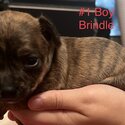 Brindle Chihuahua, chocolate girl long -1