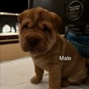 Shar Pei Puppies Purebred-1