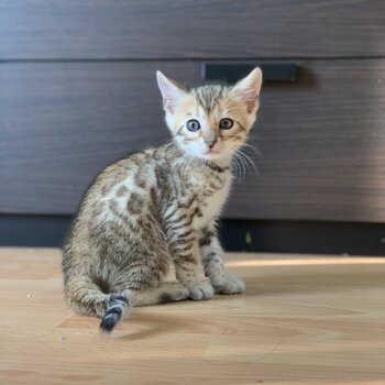 Bengal kittens for sale 