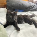 Black maine coon kitten-1