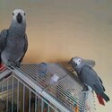 Available African Grey Parrots For Rehoming-0