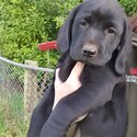 Purebred Labrador puppies