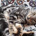 BENGAL SILVER MARBLE MALE 3YRS 2mths,(Born Feb 2019 )-2