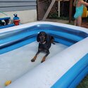 Black and tan coonhound -3