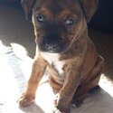 Staffy x German Shepard Puppies-3