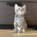 Bengal kittens for sale -3