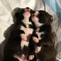 Cutest playful Puppies looking for good homes-3