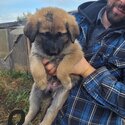 German Shepherd Cross Puppies-1