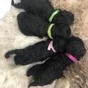 Toy poodle puppies -3