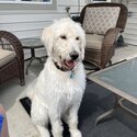 1 year old male neutered  Labradoodle -2