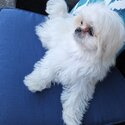 Teacup maltese -4