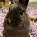 YOUNG DWARF BUNNY IN URGENT NEED OF FOREVER HOME-3